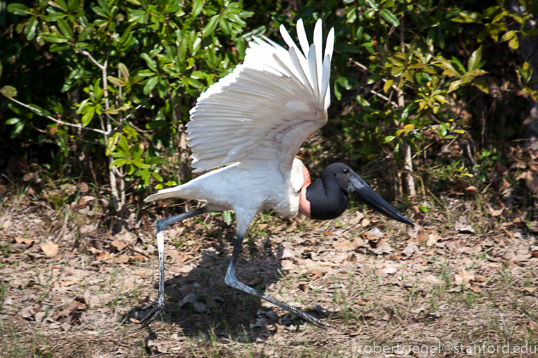 jabiru